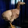 Reconstruction of a dodo by Naturalis Leiden